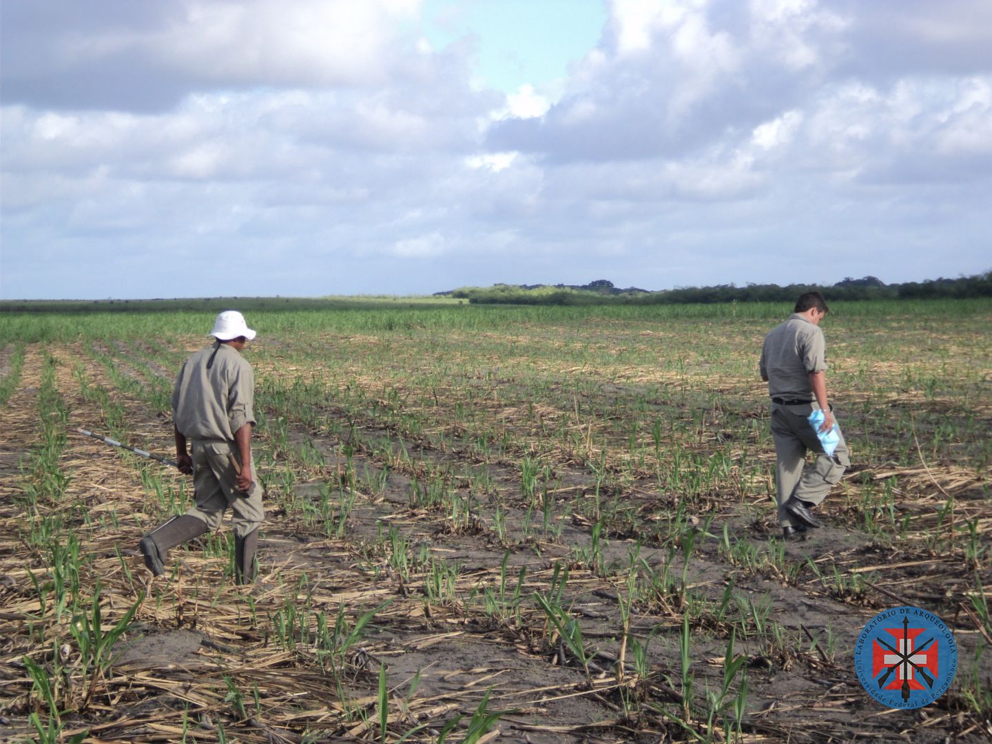 Caminhamento da área de cultivo de cana no empreendimento.